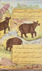 Rhinoceros, illustration from the 
